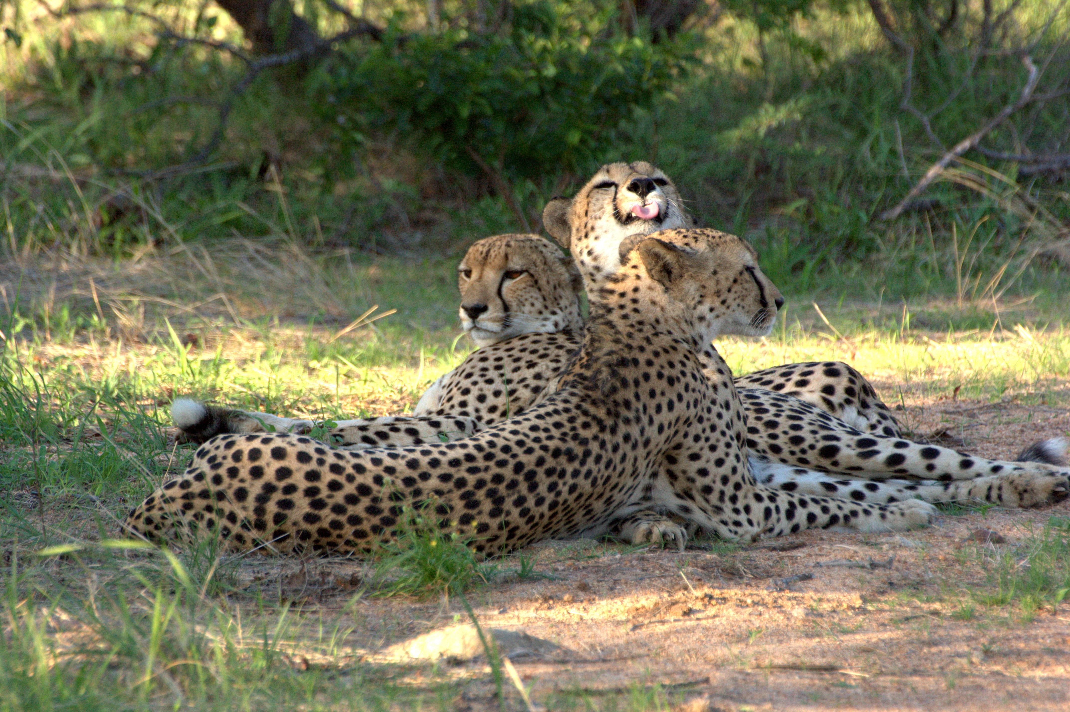 Karongwe Portfolio- Shiduli Private Game Lodge Karongwe Game Reserve Kültér fotó