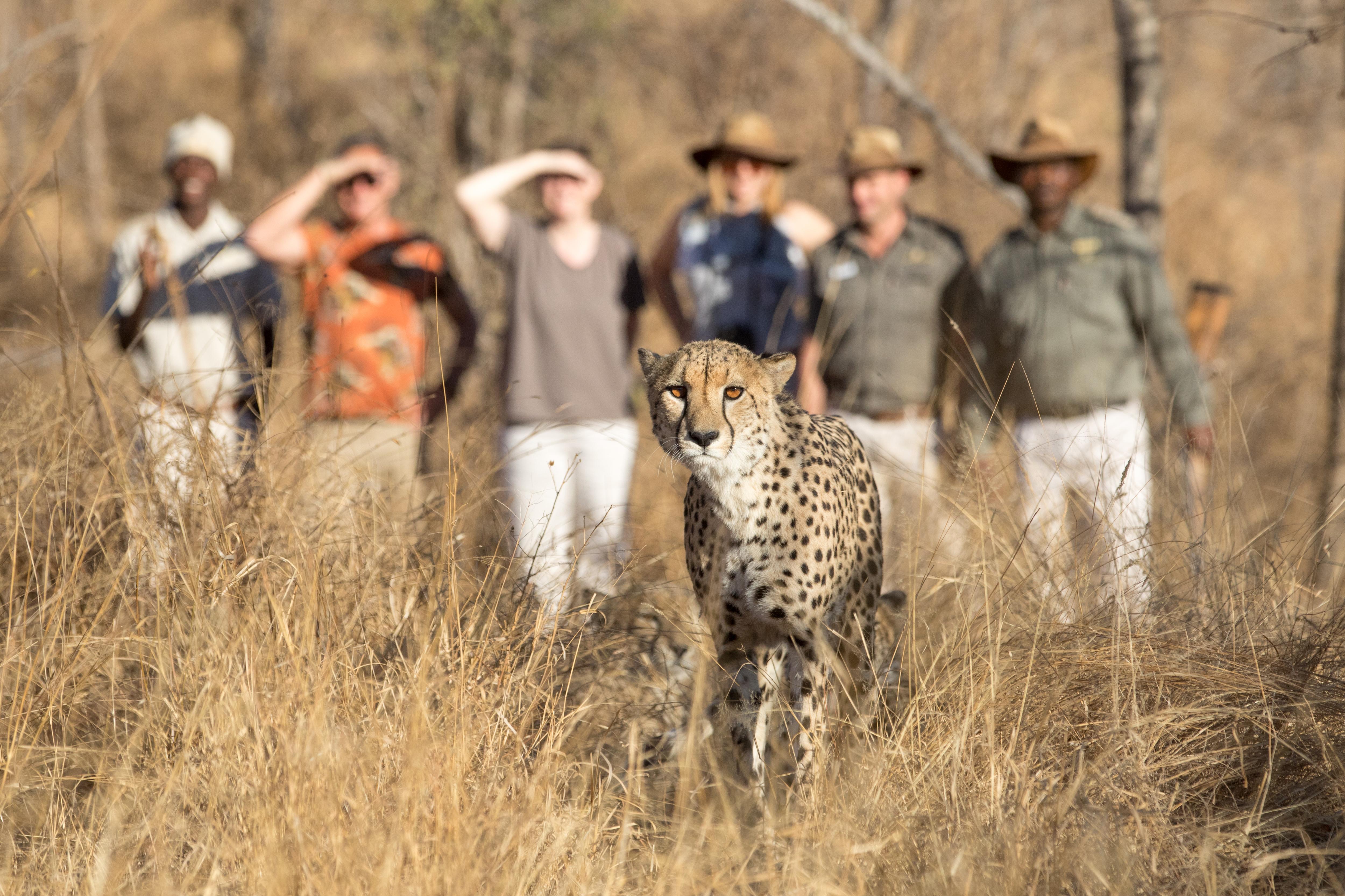 Karongwe Portfolio- Shiduli Private Game Lodge Karongwe Game Reserve Kültér fotó