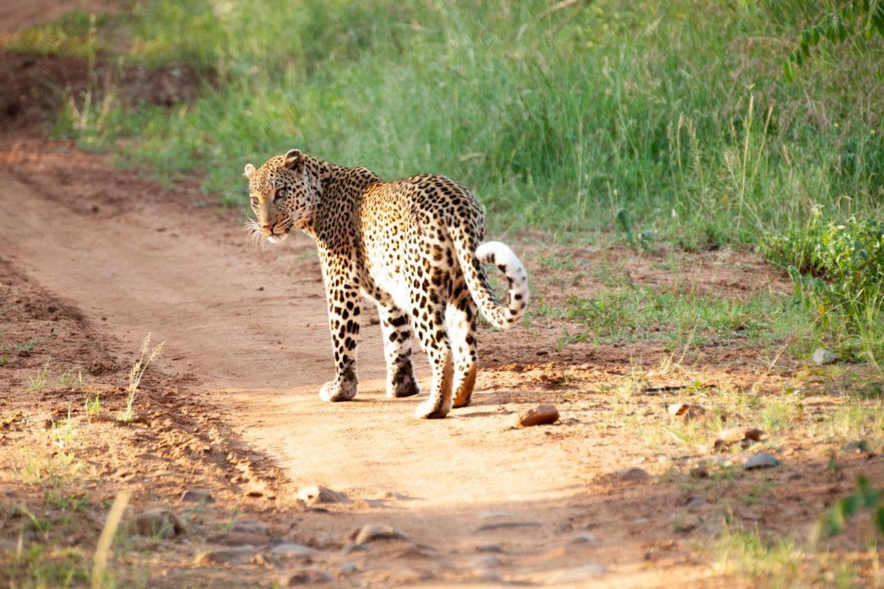 Karongwe Portfolio- Shiduli Private Game Lodge Karongwe Game Reserve Kültér fotó