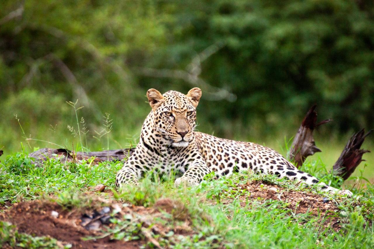 Karongwe Portfolio- Shiduli Private Game Lodge Karongwe Game Reserve Kültér fotó