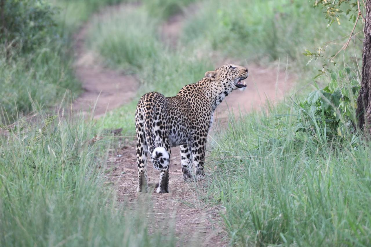 Karongwe Portfolio- Shiduli Private Game Lodge Karongwe Game Reserve Kültér fotó