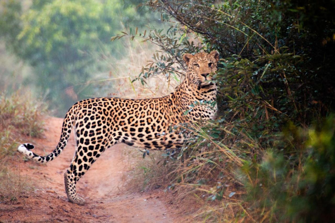 Karongwe Portfolio- Shiduli Private Game Lodge Karongwe Game Reserve Kültér fotó