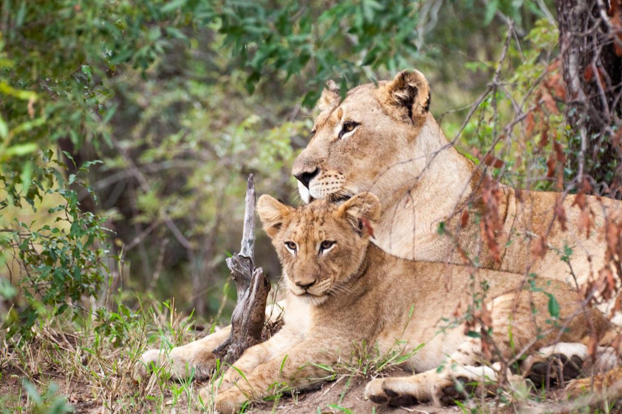 Karongwe Portfolio- Shiduli Private Game Lodge Karongwe Game Reserve Kültér fotó