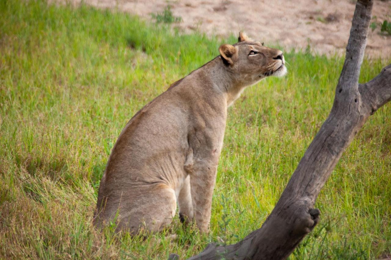 Karongwe Portfolio- Shiduli Private Game Lodge Karongwe Game Reserve Kültér fotó