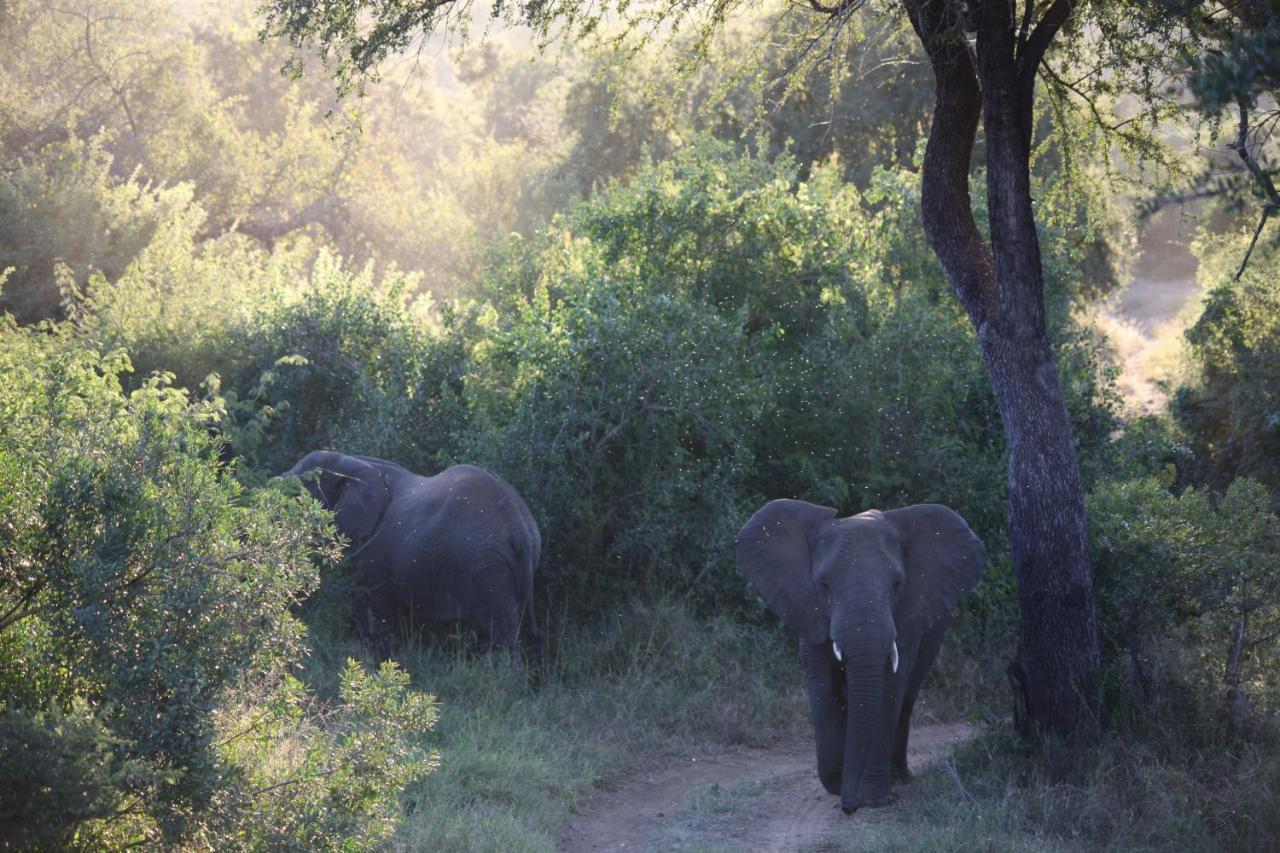 Karongwe Portfolio- Shiduli Private Game Lodge Karongwe Game Reserve Kültér fotó
