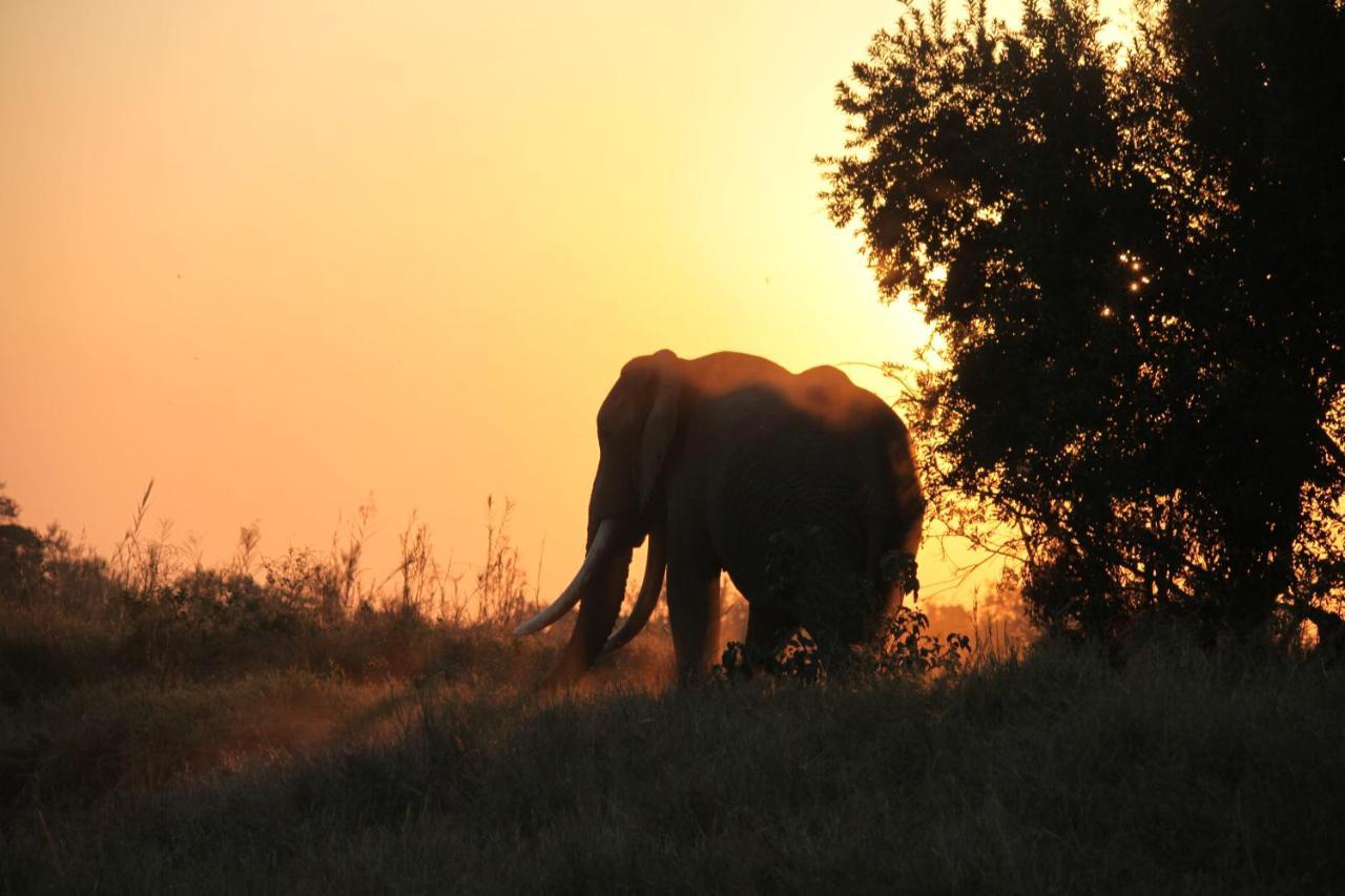 Karongwe Portfolio- Shiduli Private Game Lodge Karongwe Game Reserve Kültér fotó