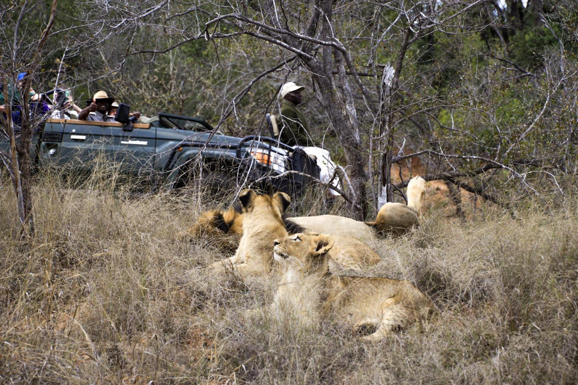 Karongwe Portfolio- Shiduli Private Game Lodge Karongwe Game Reserve Kültér fotó