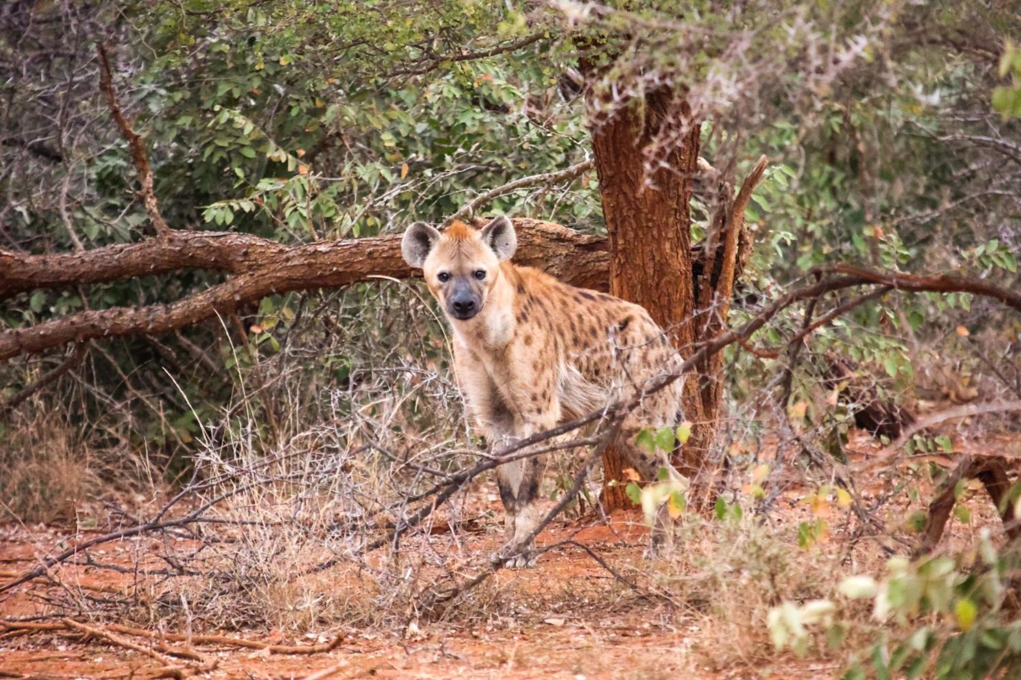 Karongwe Portfolio- Shiduli Private Game Lodge Karongwe Game Reserve Kültér fotó