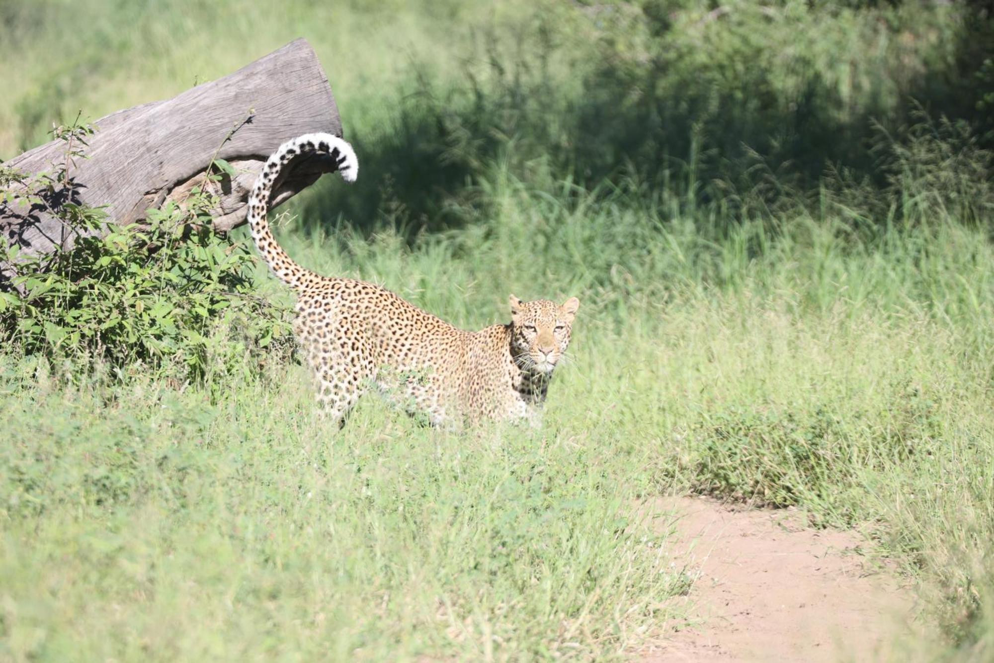 Karongwe Portfolio- Shiduli Private Game Lodge Karongwe Game Reserve Kültér fotó