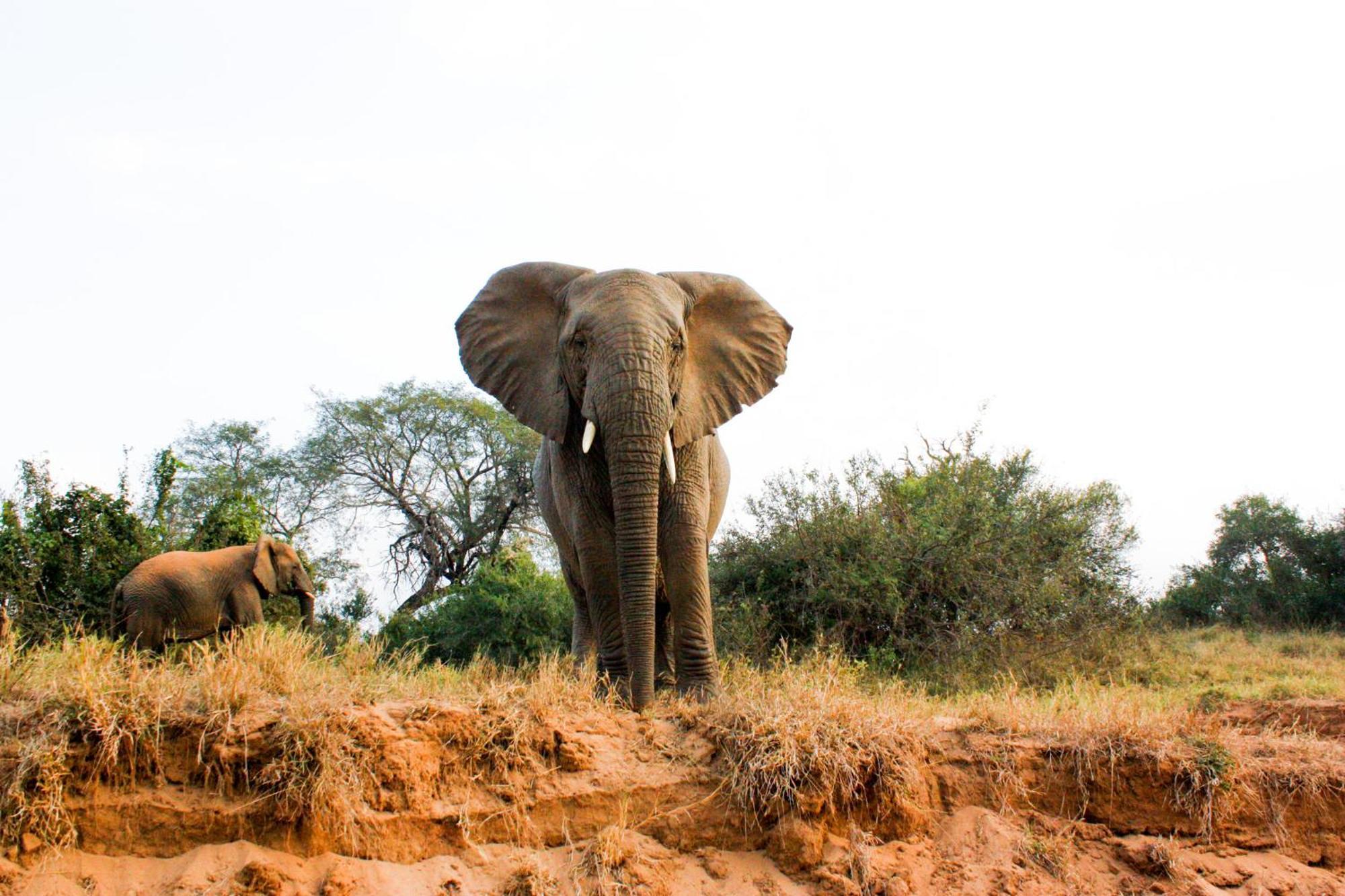 Karongwe Portfolio- Shiduli Private Game Lodge Karongwe Game Reserve Kültér fotó