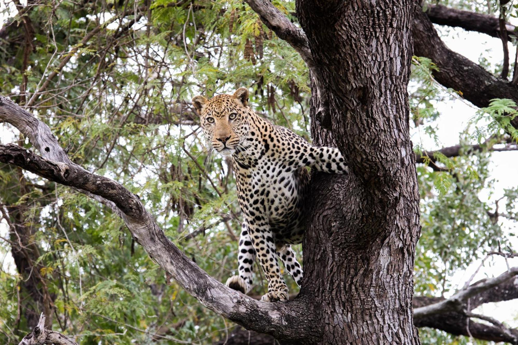 Karongwe Portfolio- Shiduli Private Game Lodge Karongwe Game Reserve Kültér fotó